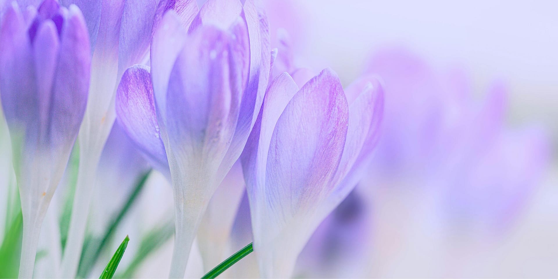 Read more about the article Your Soul’s Spring Awakening | Embrace Renewal, Growth & Love